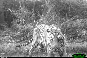 Large female Bengal Tiger